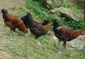 大嶺崗自然村[雲南保山昌寧縣漭水鎮老廠村委大嶺崗自然村]