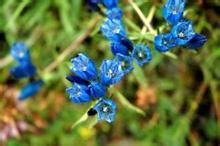 長梗龍膽 長梗龍膽