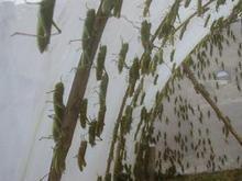 蝗蟲養殖網 蝗蟲養殖網