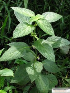 尖齒糙蘇（原變種）