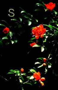 慶清朝·榴花 慶清朝·榴花