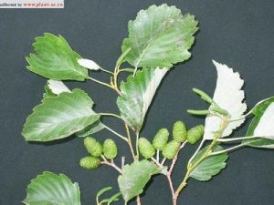 東北赤楊 東北赤楊