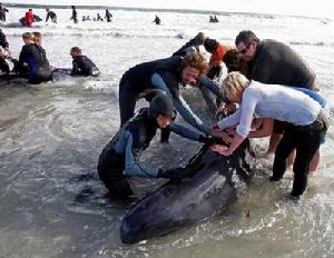 幫助擱淺的巨頭鯨回歸大海