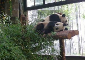 世博寶寶 世博寶寶