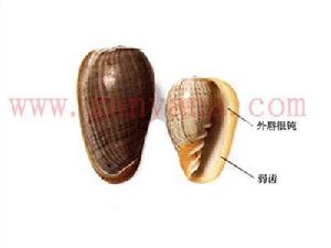 金唇穀米螺 金唇穀米螺