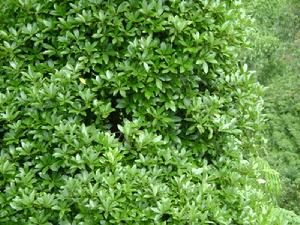 上折東村-八角種植