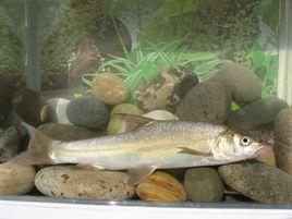 圓頜裂腹魚 圓頜裂腹魚