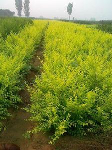 定州東方園林苗圃場 定州東方園林苗圃場