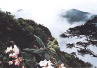 浙南箬寮原始林景區