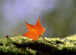 落葉[陳夫作品]