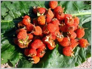 無毛覆盆子 無毛覆盆子