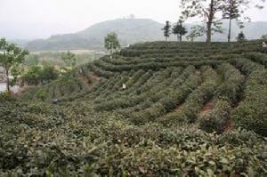 寶溪村[福建省寧德市古田縣城西街道]