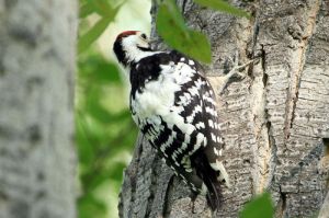 白背啄木鳥台灣亞種