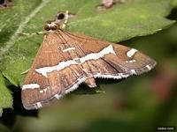 甜菜白帶野螟 甜菜白帶野螟