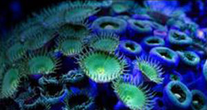 綠鈕扣珊瑚 綠鈕扣珊瑚