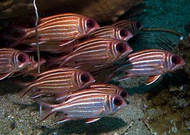 棘鰭超目 棘鰭超目