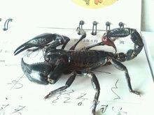 馬來西亞雨林蠍