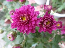 矮型四季菊 矮型四季菊