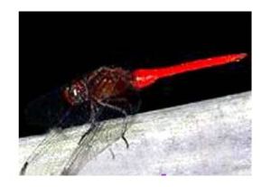 黃翅灰蜻 黃翅灰蜻