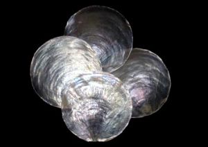 海月蛤科 海月蛤科