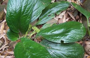 五膜草屬 五膜草屬