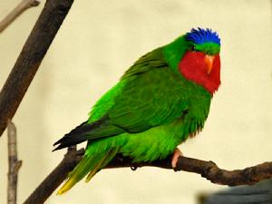 藍冠吸蜜鸚鵡 藍冠吸蜜鸚鵡