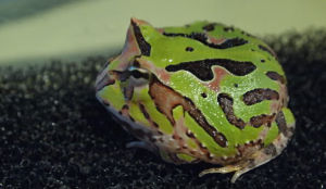 蝴蝶角蛙 蝴蝶角蛙