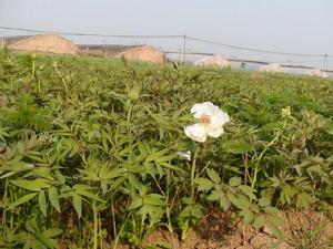 油用牡丹苗 油用牡丹苗