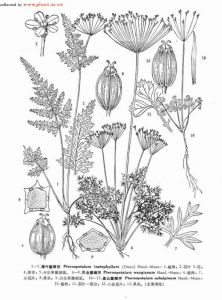 長莖囊瓣芹 長莖囊瓣芹