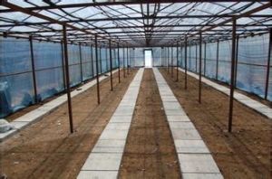 溫室吊袋木耳立體栽培 溫室吊袋木耳立體栽培