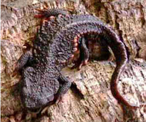 琉球棘螈 琉球棘螈