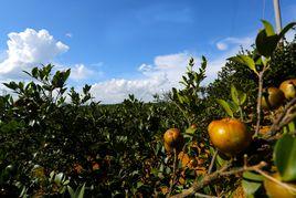 冊亨茶油 冊亨茶油