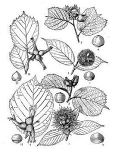 刺榛(原變種) 刺榛(原變種)