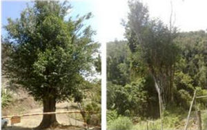 鵲腎樹族 鵲腎樹族