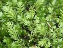 短尖灰氣蘚 短尖灰氣蘚