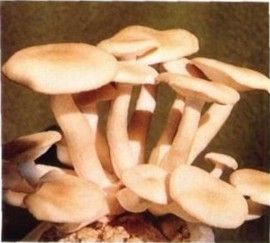 榆乾側耳 榆乾側耳