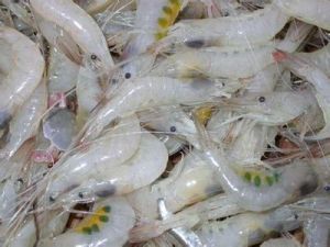 安氏白蝦