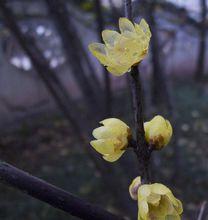 來自百度圖片（帶踵扦插）