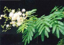 楹樹[薔薇目豆科植物]