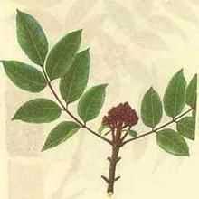 遵義吳茱萸 遵義吳茱萸