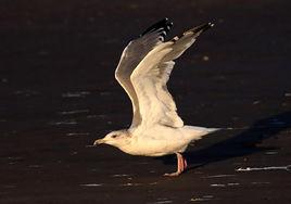 織女銀鷗 織女銀鷗