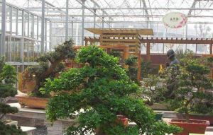 怡苑盆景園 怡苑盆景園