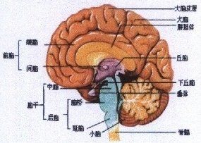 治腦萎縮 治腦萎縮