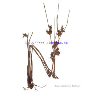 雲南燈心草 雲南燈心草