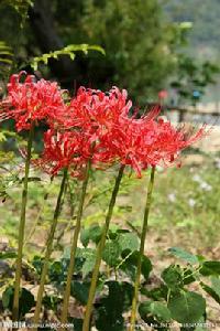 石蒜[曼珠沙華]