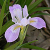 Iris douglasiana flower 2003-03-17.jpg