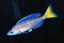 黃尾藍劍鯊 黃尾藍劍鯊