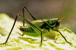 蟈蟈[螽斯科大型鳴蟲通稱]