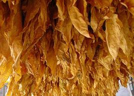 烤菸三段式烘烤工藝 烤菸三段式烘烤工藝