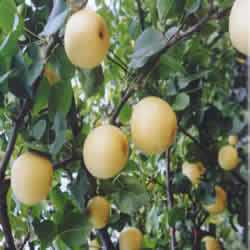 新世紀梨 新世紀梨